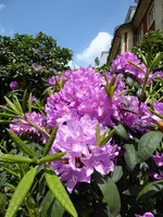 P1030580.webp