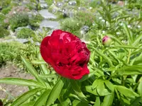 P1030630Pfingstrose.webp