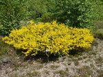 P1030641behaarter Ginster.JPG