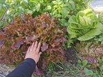 IMG_20210521_180803.jpg