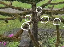 InkedArauk._LI.webp