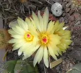 SAM_2457.webp
