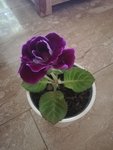 IMG_20210522_162615.jpg