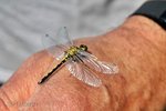 Libelle auf der Hand 1.jpg