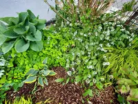Schattenbeet 5.webp