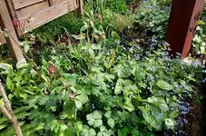Schattenbeet 7.webp