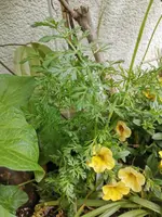 IMG_20210523_105721.webp