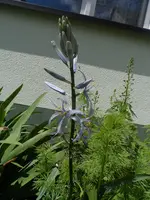 SAM_6385.webp