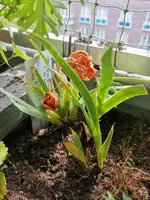 IMG_20210523_120335.webp