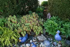 Mai   0221.webp