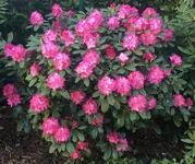 Rhodo Yak. 'Anuschka'.jpg