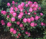 Rhodo Yak. 'Anuschka'.jpg