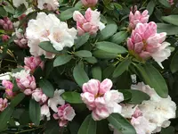 Rhodo yak. 'Schneewolke'_02.jpg