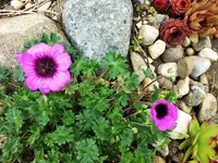 DSCF4646 (2).webp