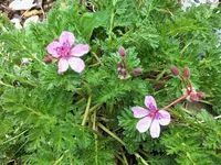 DSCF4650 (2).webp