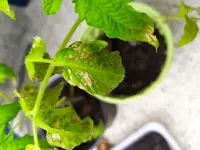 Tomate_1.webp