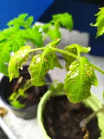 Tomate_2.webp