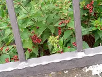 IMG_20200716_151539_226.jpg
