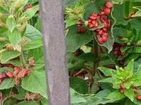 IMG_20200716_151539_226 (2).webp