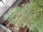 IMG_20200716_152749_431.jpg
