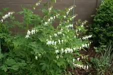 Herzerlstock  0220.webp