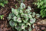 Heuchera  0321.JPG