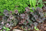 Heuchera  0421.JPG