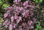 Heuchera  0521.JPG