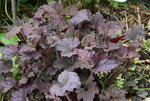 Heuchera  0621.JPG