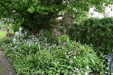 Bärlauch0721.webp