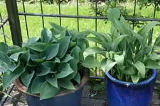 Hosta  1421.JPG