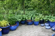Hosta  1621.webp