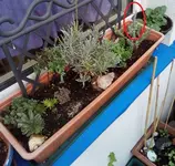 Steingarten Pflanzen.webp