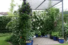 Rosentempel1718.webp