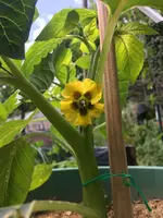 Tomatilloblüte.webp