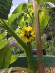 Tomatilloblüte.JPG