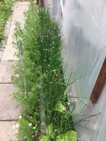 Schnittlauchkamille.webp