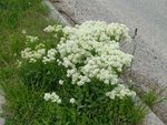 IMG_20210521_131404.jpg
