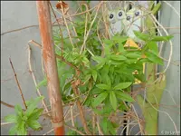 c007.webp