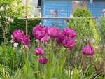 IMG_20210521_181018.jpg