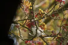 DSC09760.webp