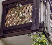 Clematis Balkon alle.webp