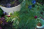 DSC09817.JPG