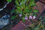 DSC09816.JPG