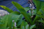DSC09818.JPG