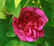 _MG_9641.webp