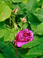 _MG_9643.webp