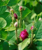 _MG_9642.webp