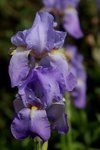 IMG_4230.JPG