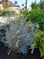 IMG_20210526_075241.webp